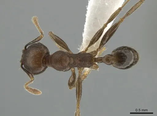 Pheidole exarata specimen CASENT0619530 image casent0619530_1