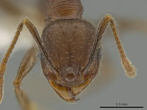 Pheidole exarata specimen CASENT0619530 image casent0619530_2