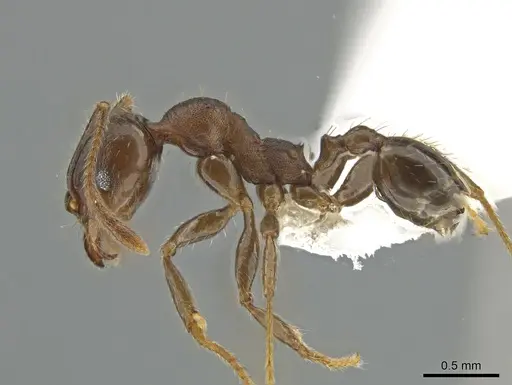 Pheidole exarata specimen CASENT0619530 image casent0619530_3