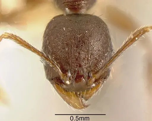 Pheidole exarata specimen CASENT0635463 image casent0635463_1