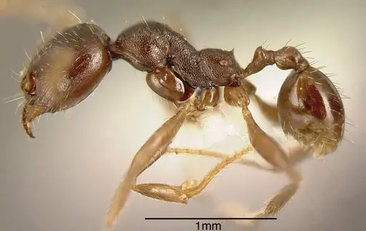 Pheidole exarata specimen CASENT0635463 image casent0635463_2
