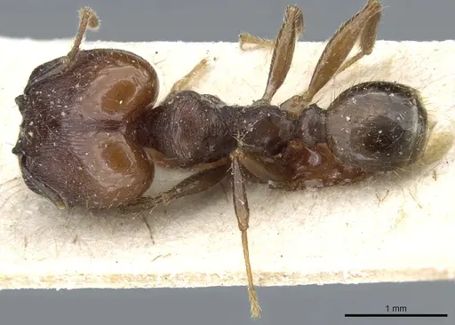 Pheidole exarata specimen CASENT0904334 image casent0904334_1