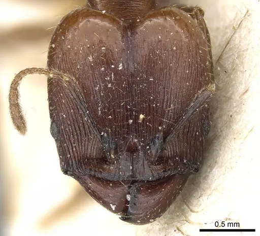 Pheidole exarata specimen CASENT0904334 image casent0904334_2