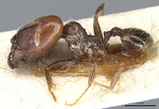 Pheidole exarata specimen CASENT0904334 image casent0904334_3