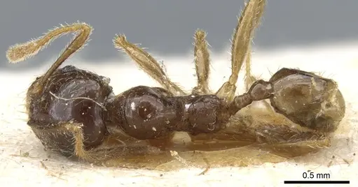 Pheidole exarata specimen CASENT0904335 image casent0904335_1