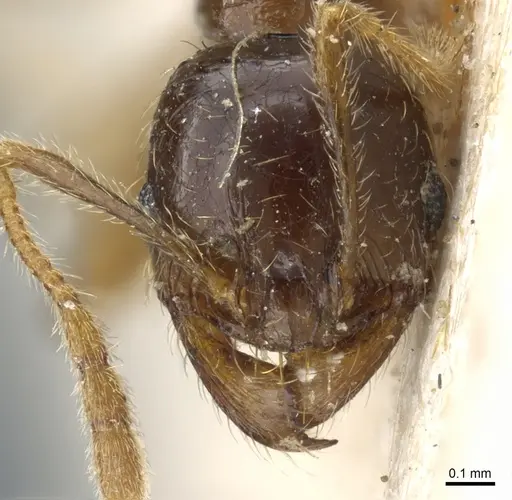 Pheidole exarata specimen CASENT0904335 image casent0904335_2