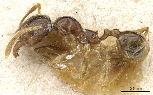 Pheidole exarata specimen CASENT0904335 image casent0904335_3