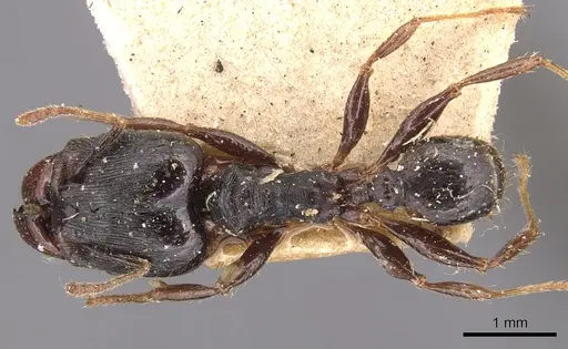 Pheidole exarata specimen CASENT0904341 image casent0904341_1