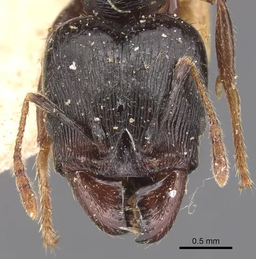Pheidole exarata specimen CASENT0904341 image casent0904341_2
