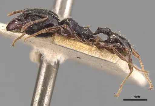 Pheidole exarata specimen CASENT0904341 image casent0904341_3