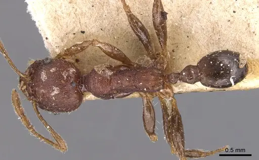 Pheidole exarata specimen CASENT0904342 image casent0904342_1