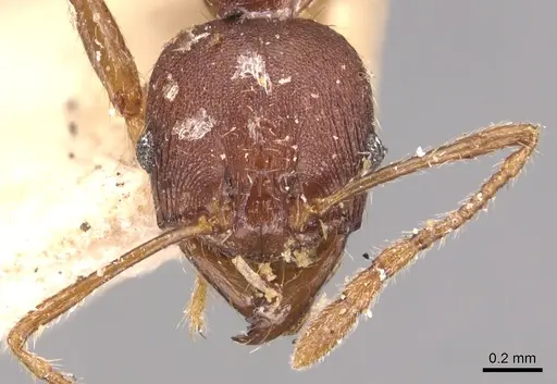 Pheidole exarata specimen CASENT0904342 image casent0904342_2