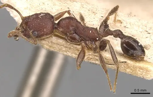 Pheidole exarata specimen CASENT0904342 image casent0904342_3