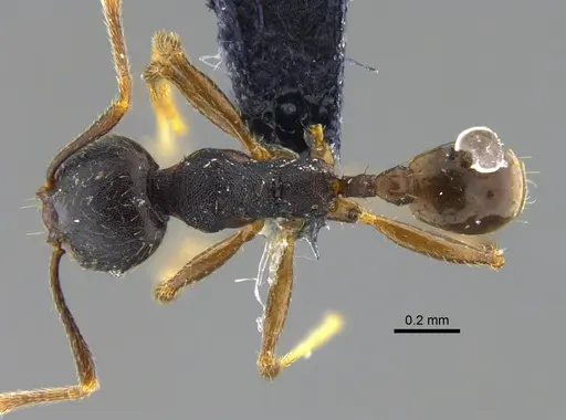 Pheidole exarata specimen CBUMAGENT42069 image cbumagent42069_1