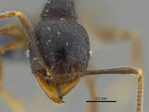 Pheidole exarata specimen CBUMAGENT42069 image cbumagent42069_2