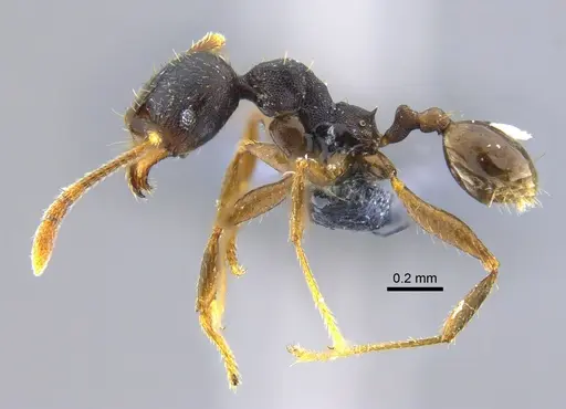 Pheidole exarata specimen CBUMAGENT42069 image cbumagent42069_3
