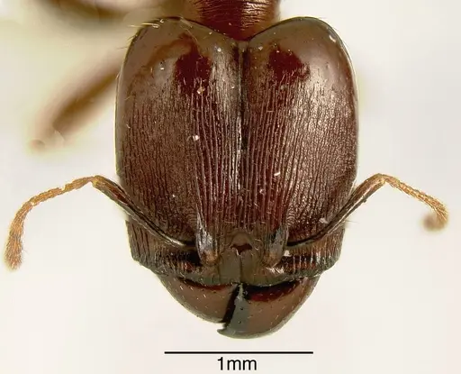 Pheidole exarata specimen INBIOCRI001282197 image inbiocri001282197_1