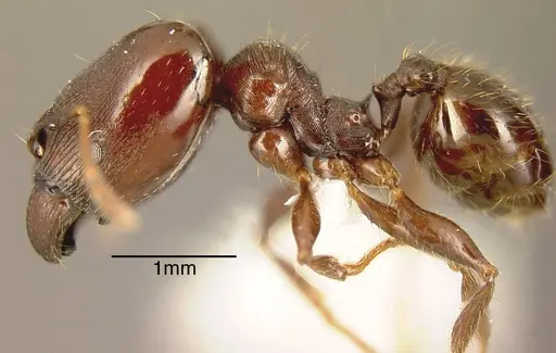 Pheidole exarata specimen INBIOCRI001282197 image inbiocri001282197_2