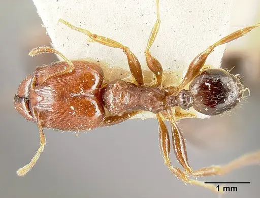 Pheidole exarata specimen JTLC000014080 image jtlc000014080_1