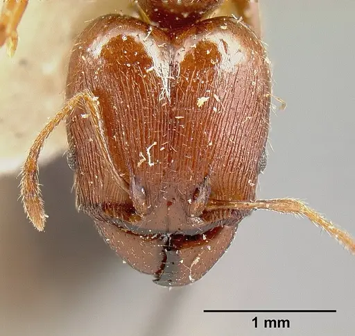 Pheidole exarata specimen JTLC000014080 image jtlc000014080_2