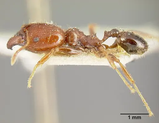 Pheidole exarata specimen JTLC000014080 image jtlc000014080_3