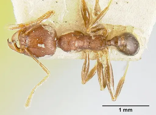 Pheidole exarata specimen JTLC000014081 image jtlc000014081_1
