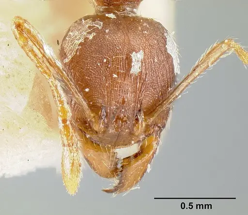 Pheidole exarata specimen JTLC000014081 image jtlc000014081_2