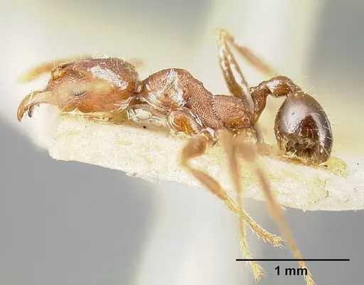 Pheidole exarata specimen JTLC000014081 image jtlc000014081_3