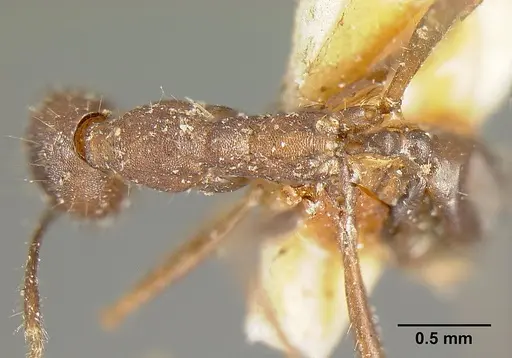 Pheidole exasperata specimen CASENT0601292 image casent0601292_1