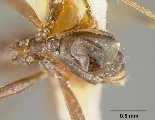 Pheidole exasperata specimen CASENT0601292 image casent0601292_2