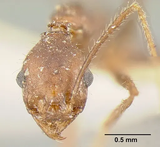 Pheidole exasperata specimen CASENT0601292 image casent0601292_3