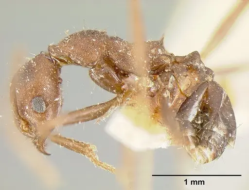 Pheidole exasperata specimen CASENT0601292 image casent0601292_4