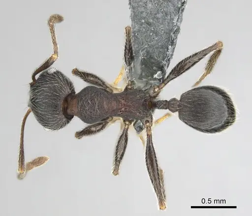 Pheidole excellens specimen CASENT0815892 image casent0815892_1