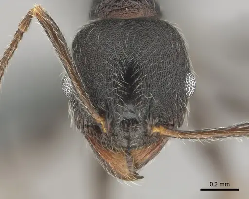 Pheidole excellens specimen CASENT0815892 image casent0815892_2