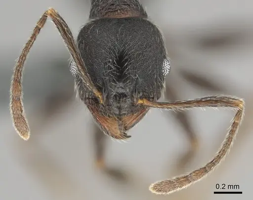 Pheidole excellens specimen CASENT0815892 image casent0815892_3