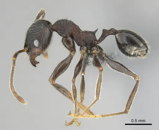Pheidole excellens specimen CASENT0815892 image casent0815892_4