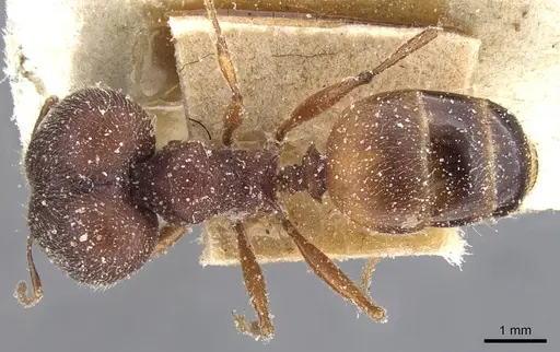 Pheidole excellens specimen CASENT0913306 image casent0913306_1