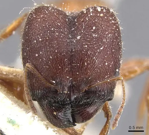 Pheidole excellens specimen CASENT0913306 image casent0913306_2