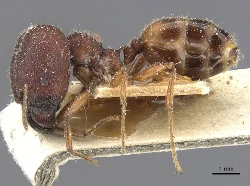 Pheidole excellens specimen CASENT0913306 image casent0913306_3