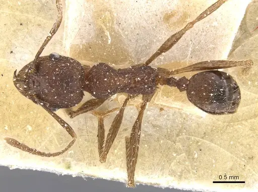 Pheidole excellens specimen CASENT0913307 image casent0913307_1
