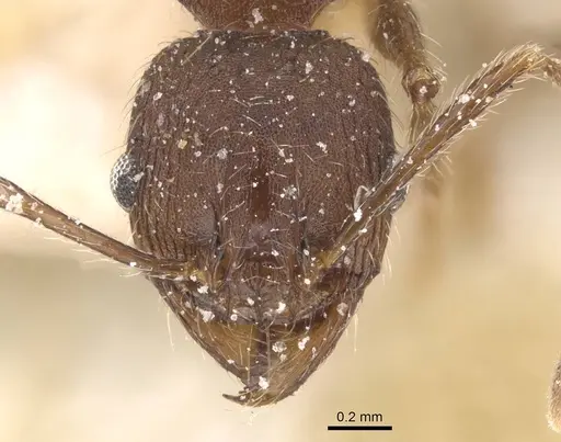 Pheidole excellens specimen CASENT0913307 image casent0913307_2