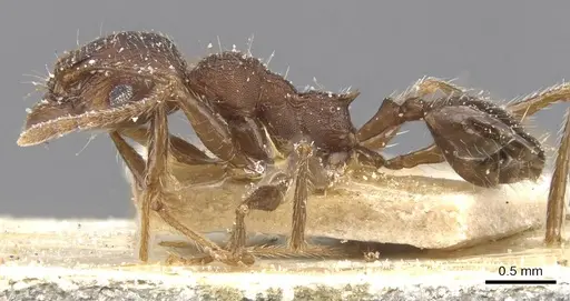 Pheidole excellens specimen CASENT0913307 image casent0913307_3