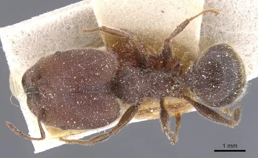 Pheidole excellens specimen CASENT0913308 image casent0913308_1