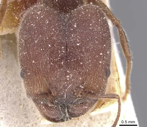 Pheidole excellens specimen CASENT0913308 image casent0913308_2