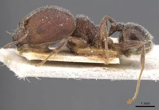 Pheidole excellens specimen CASENT0913308 image casent0913308_3