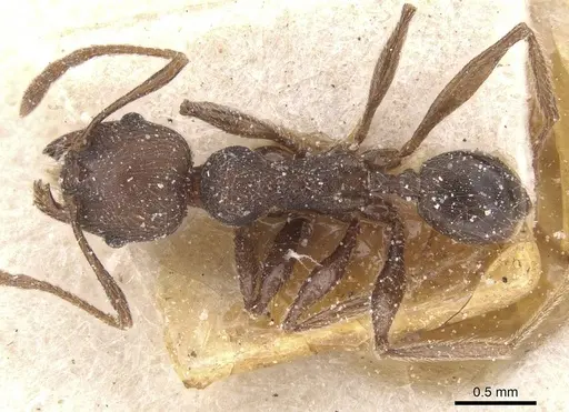Pheidole excellens specimen CASENT0913309 image casent0913309_1