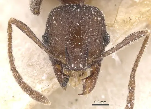 Pheidole excellens specimen CASENT0913309 image casent0913309_2