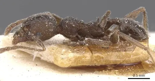 Pheidole excellens specimen CASENT0913309 image casent0913309_3