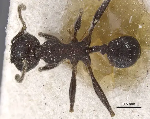 Pheidole excellens specimen CASENT0913310 image casent0913310_1