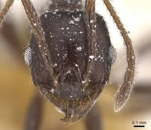 Pheidole excellens specimen CASENT0913310 image casent0913310_2